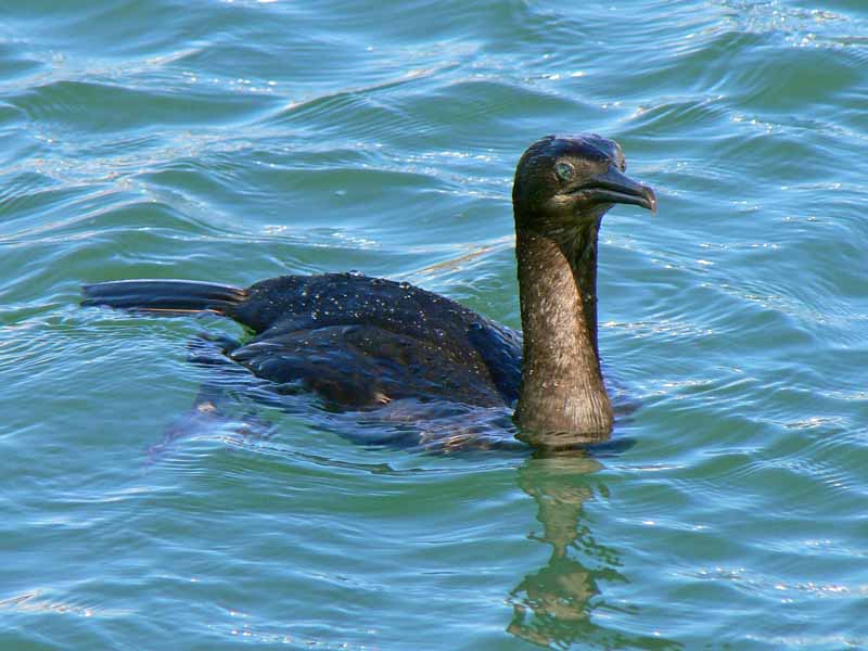 Loons, Grebes, Cormorants, Auks